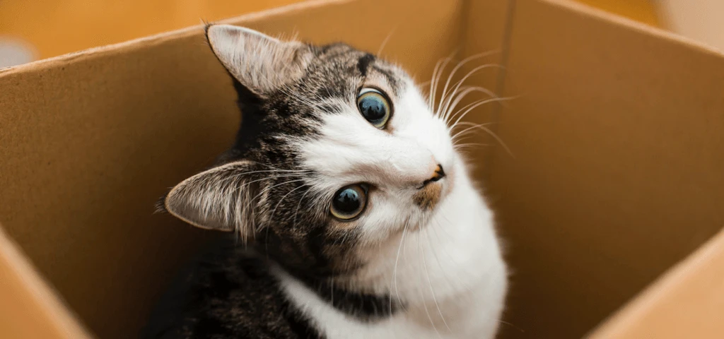 Mudanza con mascotas